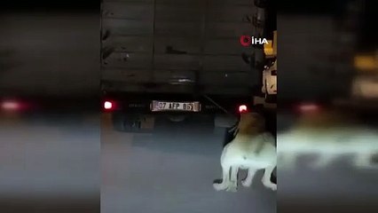 Kamyonun arkasına bağladığı köpeği sürüyerek götürdü