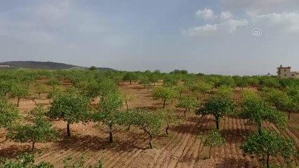 ŞANLIURFA - Antep fıstığında 200 bin ton rekolte bekleniyor