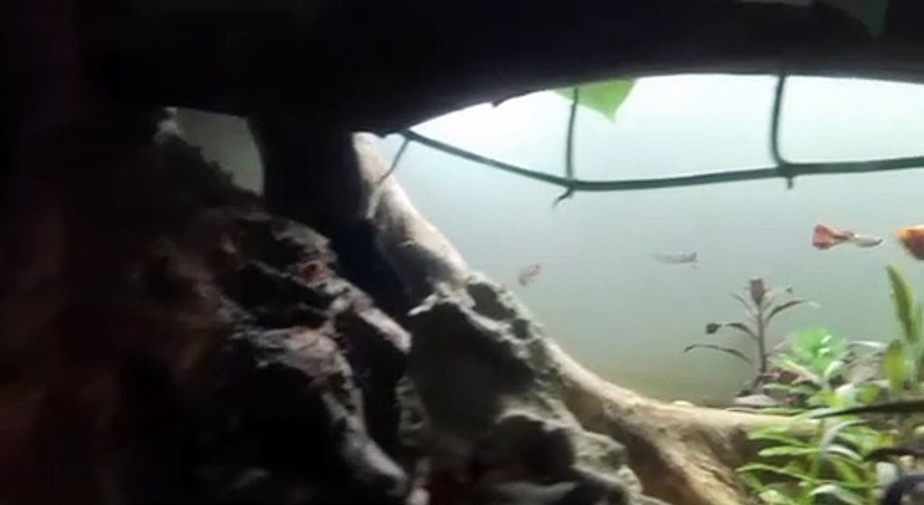 Aquascape
