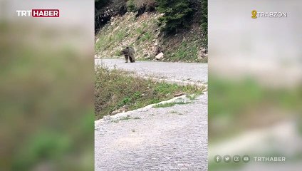 Ayı gören vatandaşların gülümseten anları