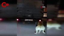 Köpeği, kamyonetin arkasına bağlayıp sürükleyen sürücü aranıyor