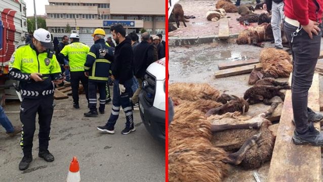 Koyun yüklü kamyonet kaza yaptı! 18 koyun telef olurken durumu ağır 15 hayvan kesildi