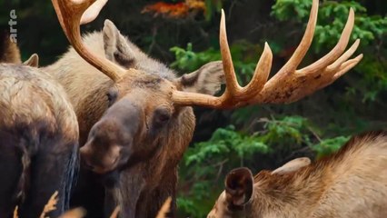 Les derniers paradis sauvages - Alaska, l'ultime frontière de l'Amérique