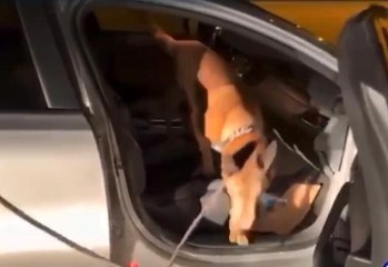 Afyonkarahisar Emniyeti'nde görevli narkotik köpeği "Coo" ayın birincisi seçildi
