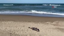 Ölü yunus balığı kıyıya vurdu