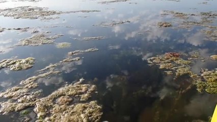 El Mar Menor se sigue muriendo y con él el turismo en la zona