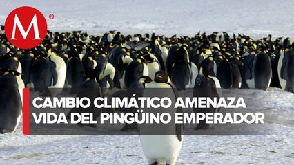Advierten que pingüino emperador está en riesgo de extinción por cambio climático