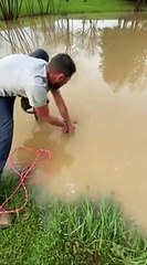 Il sauve une tortue coincé dans le trop plein d'un étang