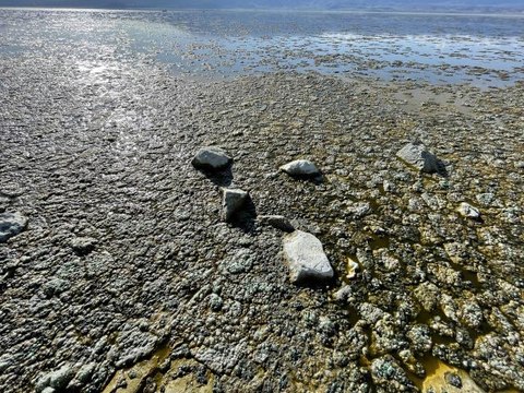 Burdur Gölü'nde alg patlaması suyun rengini değiştirdi