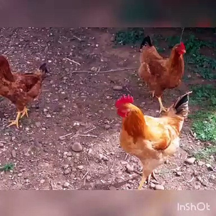 منطقه جميله