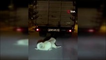 Köpeği kamyonun arkasına bağlayan vicdansız sürücüye para cezası ve adli işlem
