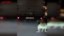 Köpeği kamyonun arkasına bağlayan vicdansız sürücü yakalandı