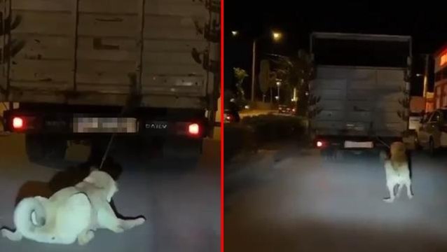 Köpeği kamyonun arkasına bağlayan vicdansız sürücüye para cezası ve adli işlem
