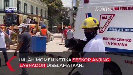 Dramatis! Penyelamatan Anjing dari Reruntuhan Ledakan Hotel di Havana Kuba