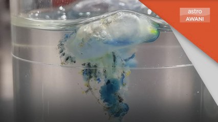 Kajian | UMT belum terima sampel obor-obor