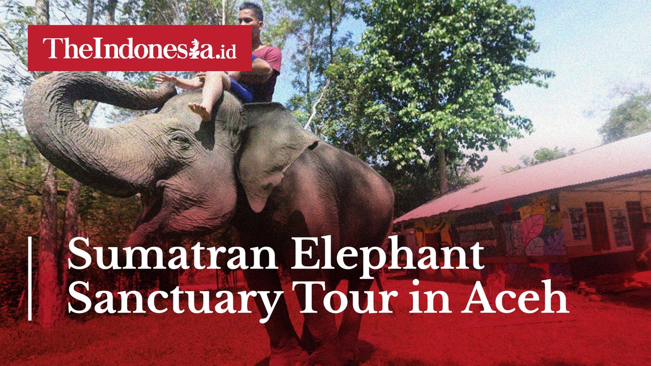Sumatran Elephant Sanctuary Tour in Aceh