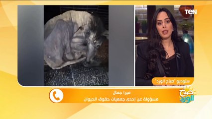 ميرا جمال عن "كلبة الإسماعيلية": عندها جرب وسرطان وبنحاول نعمل ليها حاجة تسعدها في آخر ايامها