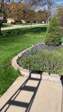 Saving a Bird Stuck in the Rain Gutter Downspout on Mother's Day