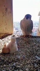 Crías de halcón en la Sagrada Família