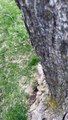 Dropping Phone in Hollowed-Out Tree While Filming Hiding Kitten