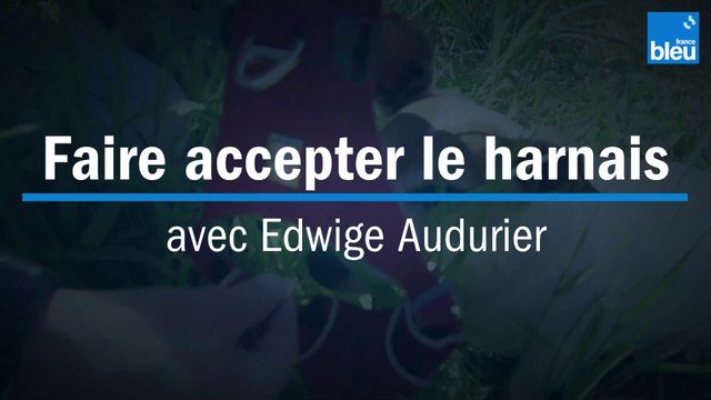 Faire accepter le harnais à son chien - avec Edwige Audurier