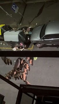 Cinghiali a Roma, l'invasione in via Festo Avieno alla Balduina (Facebook)