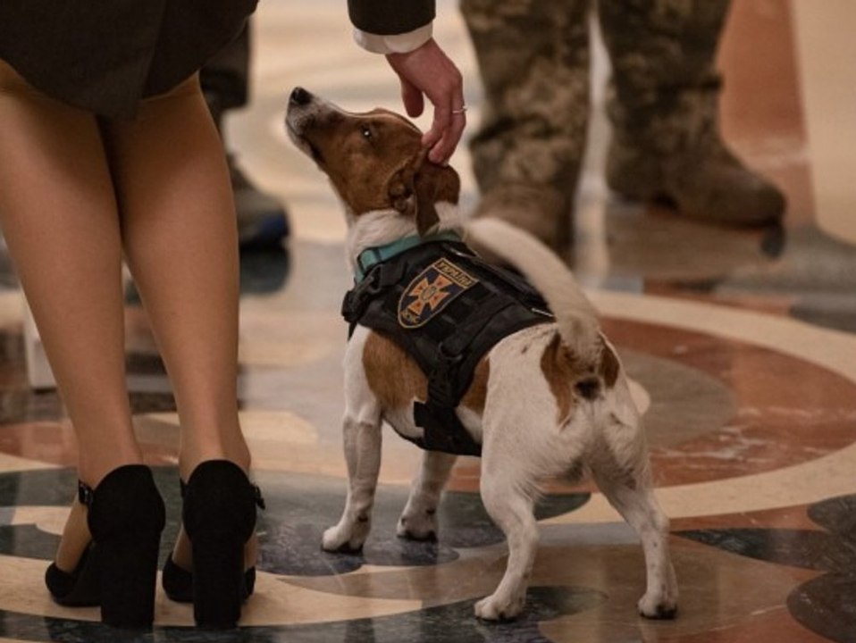 Für 'selbstlosen Dienst': Vierbeiner bekommt besondere Auszeichnung