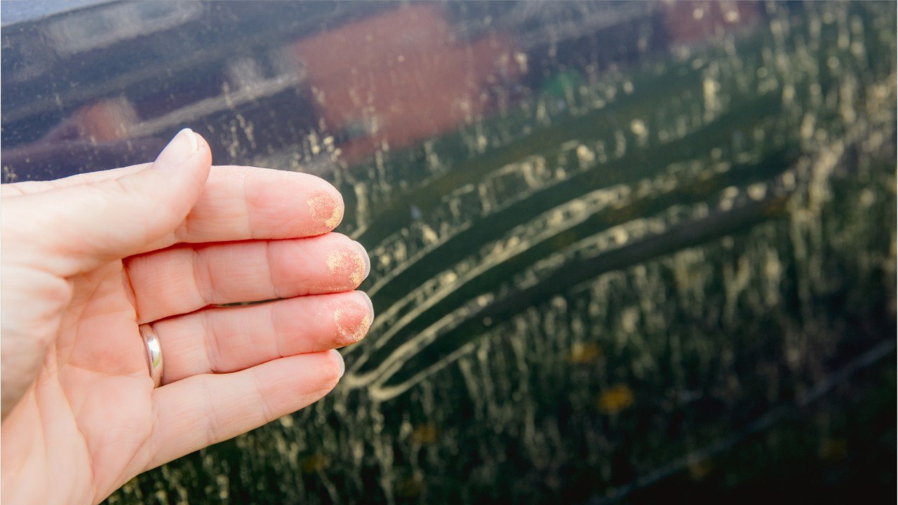 Pollenflug-Alarm: So entfernen Sie Blütenstaub von Ihrem Auto