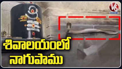 Cobra Enters Into Lord Shiva Temple In Kusumanchi Village _ Khammam _ V6 News