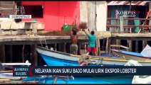 Nelayan Ikan Suku Bajo Mulai Lirik Ekspor Lobster