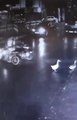 Kartal'da pes dedirten hırsızlık kamerada: Ördekleri çaldılar