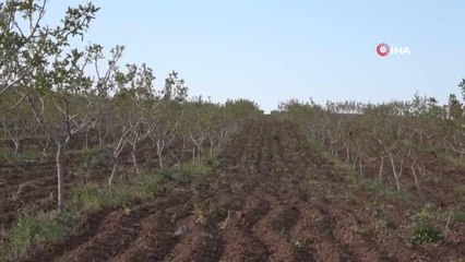 Ülke ekonomisine getirisi 5 milyar lira, üretimin artması için çalışmalar devam ediyor