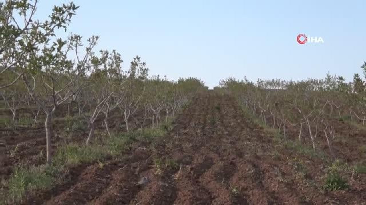 Ülke ekonomisine getirisi 5 milyar lira, üretimin artması için çalışmalar devam ediyor