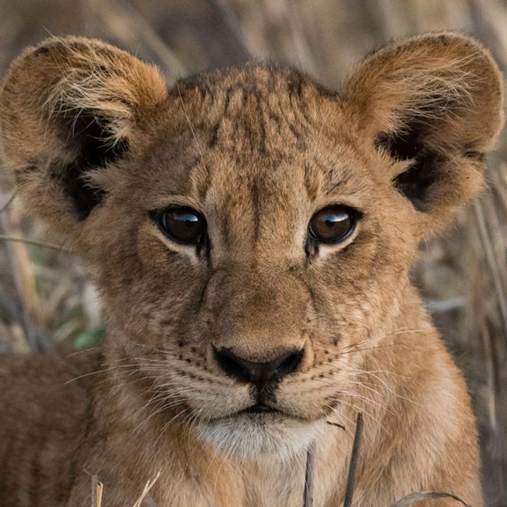Löwen-Einkaufstasche löst Panik in Kenia aus