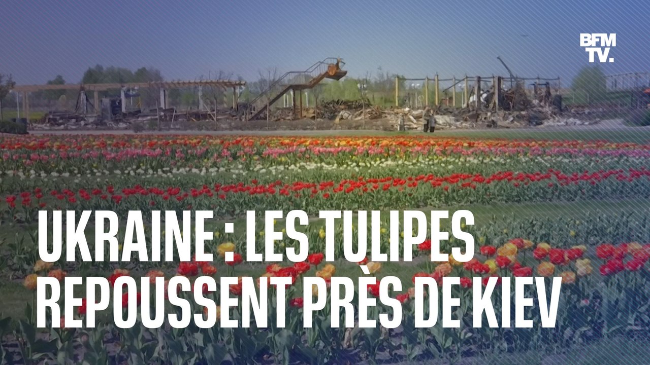 En Ukraine, les tulipes repoussent près de Kiev dans un paysage marqué par la guerre