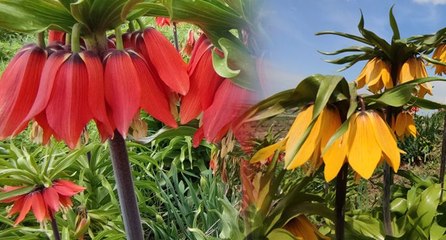 Ters laleler açtı: Koparmanın cezası dudak uçuklattı!