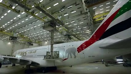 Wildlife decal - Emirates