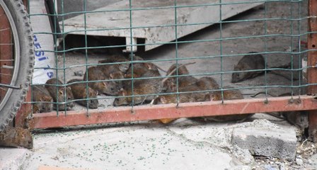 İş hanındaki fareler esnafı tedirgin etti