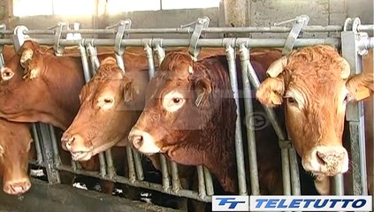 Video News - LA CRISI SI ABBATTE SULLE STALLE