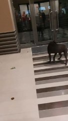 4 kişiyi yaralayan pitbullun sahibi tutuklandı