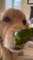 Golden Retriever Enjoys Broccoli on Trying it for First Time