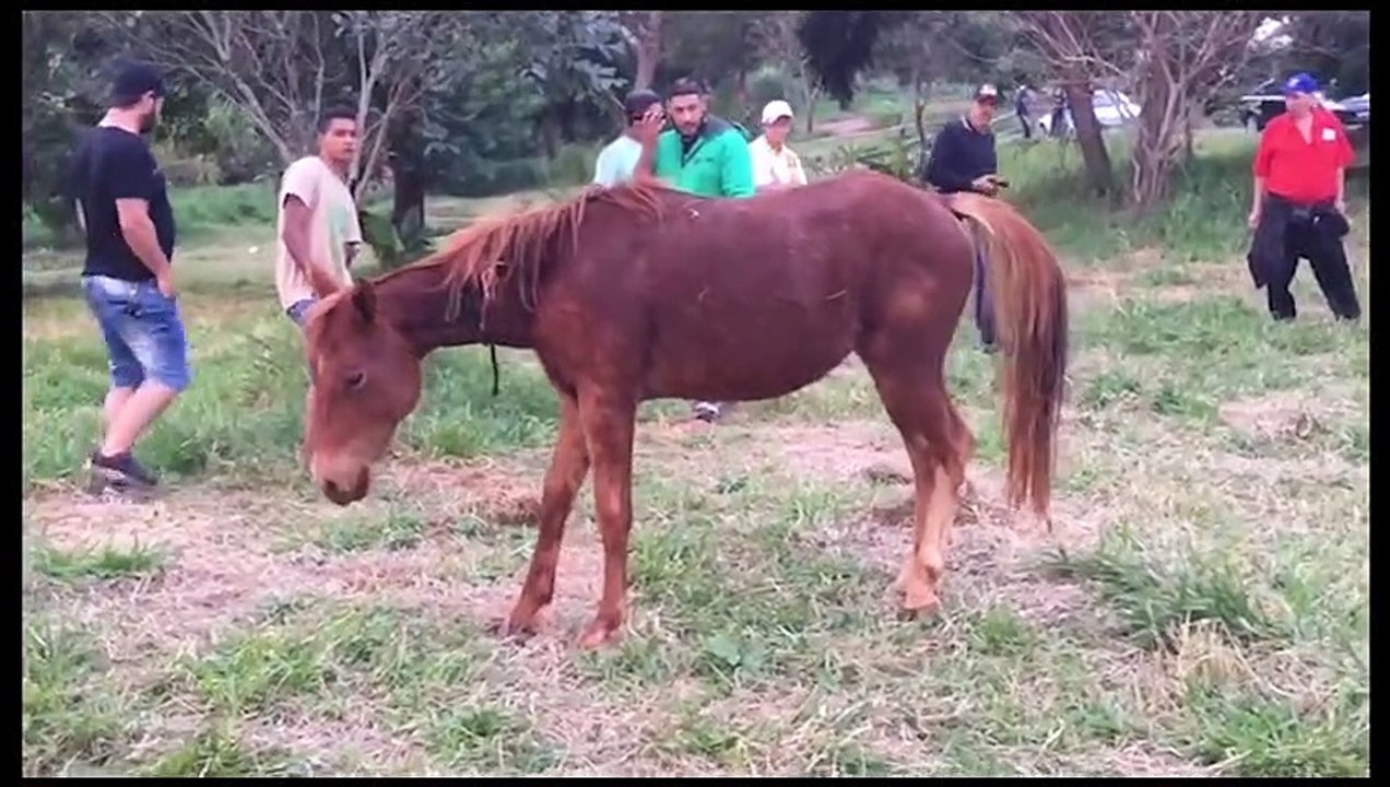 Cavalo amarrado em árvore fica descontrolado ao ser atacado por enxame de abelhas
