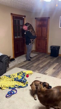 Happy Boxer Leaps into Mans Arms