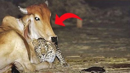 Her gece köydeki ahırı ziyaret eden ama inekleri öldürmeyen leopar hakkındaki gerçek, çiftçiyi hayrete düşürdü