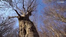 Life's a beech: preserving our forests for the future