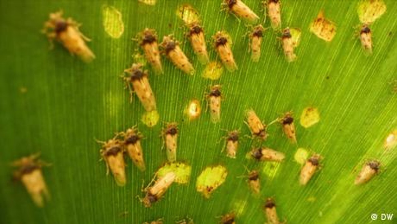Südafrika: Insekten gegen Wasserhyazinthen