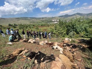 下载视频: Son dakika... MERADA OTLAYAN SÜRÜNÜN ÜZERİNE YILDIRIM DÜŞTÜ; 53 KÜÇÜKBAŞ HAYVAN ÖLDÜMERADA OTLAYAN SÜRÜNÜN ÜZERİNE YILDIRIM DÜŞTÜ; 53 KÜÇÜKBAŞ HAYVAN ÖLDÜ