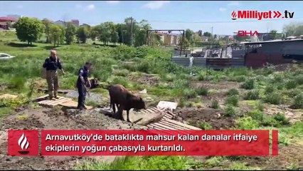 Arnavutköy'de bataklıkta mahsur kalan danaları itfaiye kurtardı