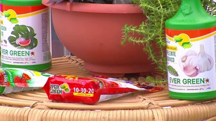 bd publireportaje-evergreen-090522