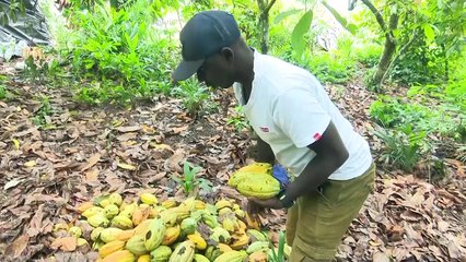 COP15 : déforestation, le butane comme solution